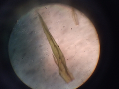 Orthotrichum tasmanicum tasmanicum