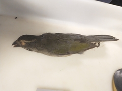 Saltator similis