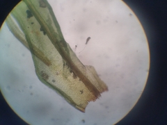 Orthotrichum tasmanicum tasmanicum