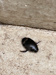 Thermonectus circumscriptus