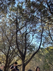 Pinales