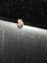 Rhyzobius lophanthae