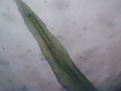 Orthotrichum tasmanicum tasmanicum