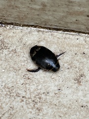 Thermonectus circumscriptus