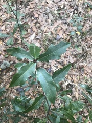 Quercus minima