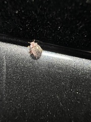 Rhyzobius lophanthae