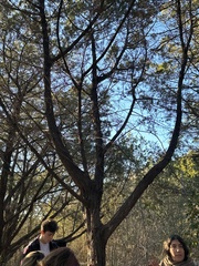Pinales