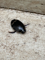 Thermonectus circumscriptus