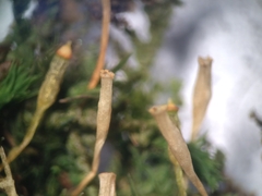 Orthotrichum tasmanicum tasmanicum