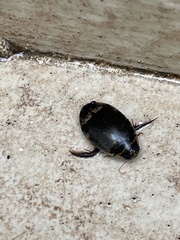 Thermonectus circumscriptus