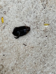 Thermonectus circumscriptus