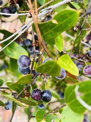 Smilax auriculata