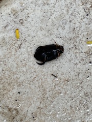 Thermonectus circumscriptus