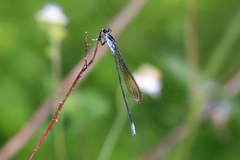 Pseudagrion ignifer