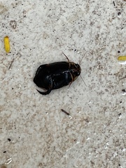 Thermonectus circumscriptus