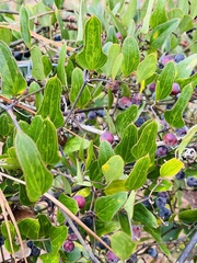 Smilax auriculata