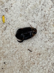 Thermonectus circumscriptus