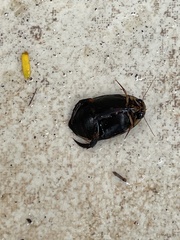 Thermonectus circumscriptus