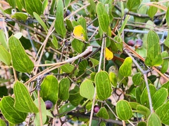 Smilax auriculata