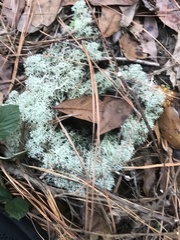 Cladonia evansii