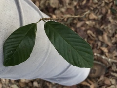 Rubus cuneifolius