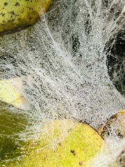 Frontinella pyramitela