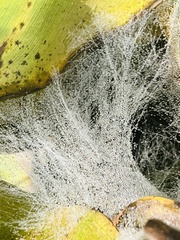 Frontinella pyramitela