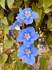 Thunbergia laurifolia