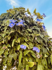 Thunbergia laurifolia