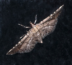 Metasia capnochroa