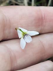 Viola lanceolata