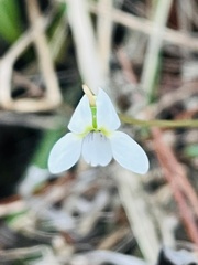 Viola lanceolata