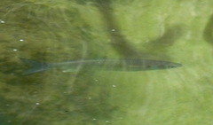 Mugilidae