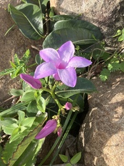 Cryptostegia