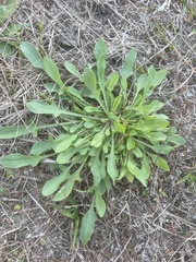 Rumex hastatulus