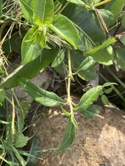 Cryptostegia