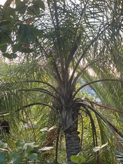 Phoenix loureiroi