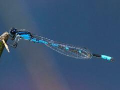 Enallagma recurvatum