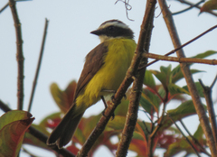 Myiozetetes cayanensis