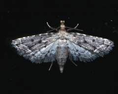 Metasia capnochroa
