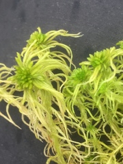 Sphagnum fallax