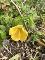 Pavonia sepium