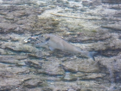 Sparus auratus