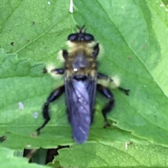 Laphria affinis