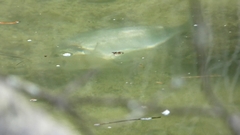 Sparus auratus
