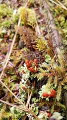 Cladonia bellidiflora