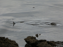 Sparus auratus