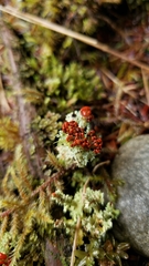 Cladonia bellidiflora