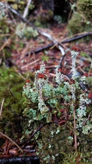 Cladonia bellidiflora