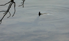 Sparus auratus